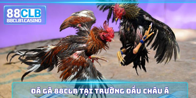 Đá gà 88CLB tại trường đấu châu Á