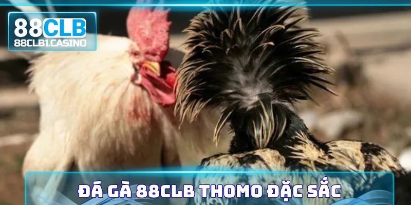 Đá gà 88CLB Thomo đặc sắc