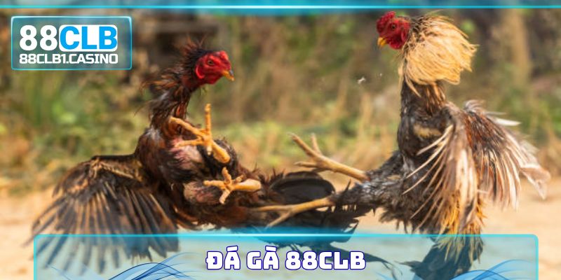 Đá Gà 88CLB - Cá Cược Kịch Tính Với Tỷ Lệ Thưởng Lớn 2025