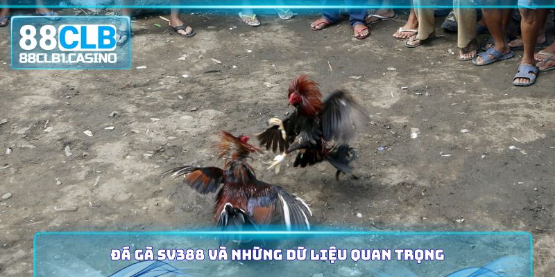 Đá gà SV388 và những dữ liệu quan trọng