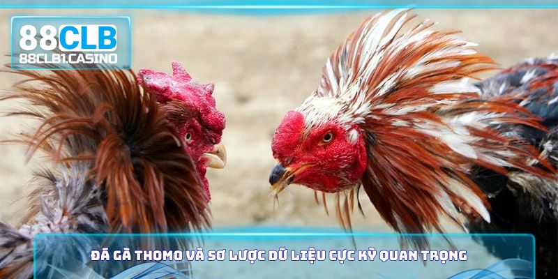 Đá gà Thomo và sơ lược dữ liệu cực kỳ quan trọng