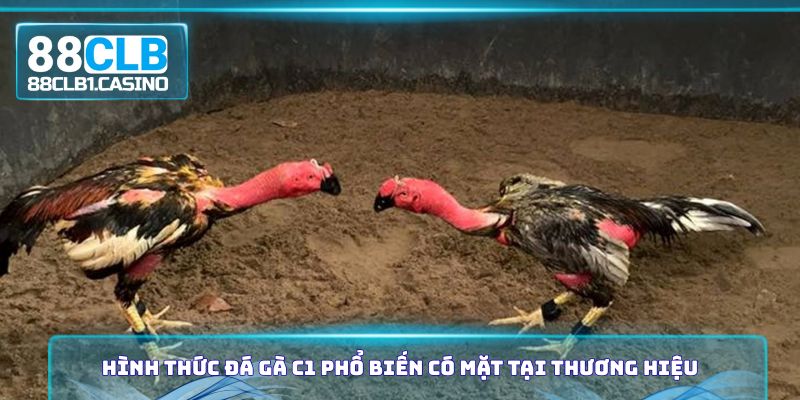 Hình thức đá gà C1 phổ biến có mặt tại thương hiệu