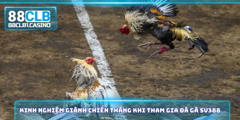 Kinh nghiệm giành chiến thắng khi tham gia đá gà SV388