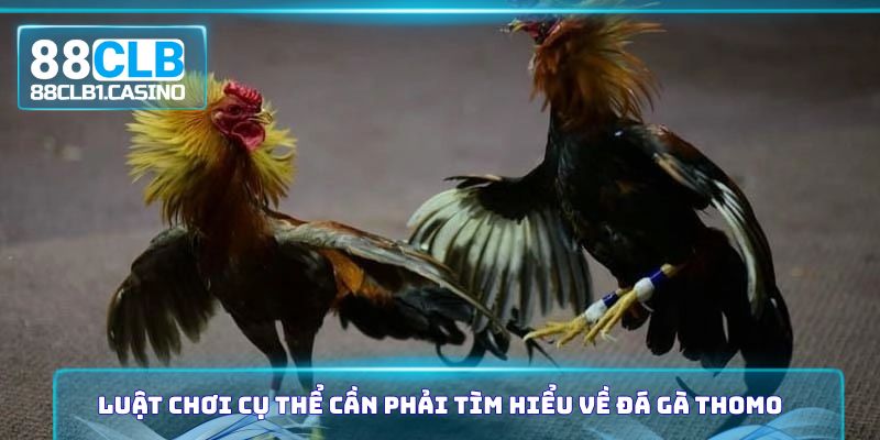 Luật chơi cụ thể cần phải tìm hiểu về đá gà Thomo